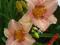 LILIOWIEC, HEMEROCALLIS LONGFIELDS GLORY - miniatu