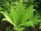 ++PAPROĆ OGRODOWA pióropusznik strusi sadzonki.+++
