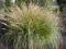 Rozplenica japońska - Trawa ozdobna