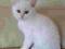 Kot brytyjki koty brytyjskie kocur biały