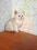 Kot brytyjski koty brytyjskie szynszylowy liliowy