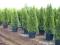 THUJA SZMARAGD 200cm 27L IGLAKI CZĘSTOCHOWA