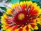 Gaillardia 'Fanfare' - NIESPOTYKANA BYLINA ! ! !