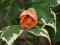 Abutilon,klonik Souvenir de bonn NOWOŚĆ !