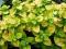 Oregano aurea -nadaje smaku,ładnie wygląda i leczy