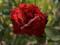 Róża wielkokwiatowa 