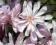 Magnolia gwiaździsta 'Waterlily'