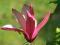 Magnolia purpurowa 'Nigra'