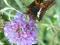 ZWABIA MOTYLE BUDLEJA DAWIDA NASIONA  #04N11#