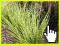 CUDOWNY Miskant Chiński Apache Miscanthus 50cm