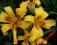 LILIOWIEC, HEMEROCALLIS CRAZY PIERRE - pają