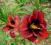 LILIOWIEC, HEMEROCALLIS VELVET EYES