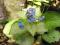 Brunnera macrophylla 'Spring Yellow', Brunera