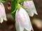Campanula Takesimana hybr.ALBA, Dzwonek
