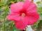 Hibiskus bylinowy Hibiscus moscheutos 'Rose Vif'2l