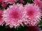 Chryzantema gruntowa ,JASMINA - róża,dalia,piwonia
