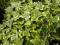 BLUSZCZ HEDERA WHITE BIAŁY RÓŻNE ODMIANY 25-40 cm