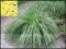 Trawa Cytrynowa    3 w 1      wys.   ok. 30-40 cm