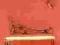 ZESTAW  ADOS KUTE MEBLE POŁKA WIESZAK