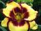 Przepiękna Liliowiec Calico Jack 1 kłącze