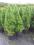 Świerk biały Conica/Picea glauca Conica 110cm W-wa