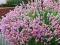 Różowa pachnąca LAWENDA ROSEA lavandula