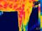 Termowizyjne  zdjęcia konia -  Włocławek
