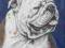 Buldog Angielski, ba, pies - portret