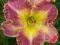 LILIOWIEC, LILIOWCE, HEMEROCALLIS BELLY BUTTON