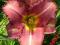 LILIOWIEC, LILIOWCE, HEMEROCALLIS LOLITTA