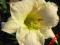 LILIOWIEC, LILIOWCE, HEMEROCALLIS SERENE MADONNA