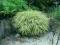 HAKONECHLOA MACRA AUREOLA UNIKATOWA TRAWA ZOBACZ