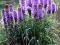 LIATRA KŁOSOWA   fiolet ,biała,SADZONKA
