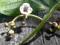Strzałka wodna  Sagittaria sagittifolia OKAZJA!!