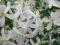 CLEMATIS PAUL FARGES setki białych śnieżynek