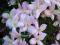 CLEMATIS MONTANA RUBENS zachwycający róż -30%