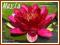 Lilia wodna 'Burgundy Princess' (Nymphaea)  __ p11