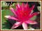 Lilia wodna 'Red Spider' (Nymphaea)  __ p11