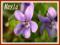 Fiołek błotny (Viola palustris)  p9
