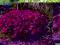 na skalniaki____ SKALNICA ___Harder Zwerg___różowa