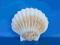 Muszla Pecten maximus !