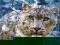 PUZZLE CASTOR 1500 EL. Zimowy Leopard