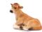 Figurka F7144 Cielę rasy Jersey leżące Animal