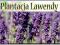 Sadzonki_Lawenda z Plantacji _Letnia Promocja!!