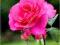 Róża wielkokwiatowa 