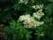 Wiązówka błotna Filipendula ulmaria PROMOCJA