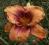 Hemerocallis All American Tiger, liliowiec