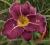 Hemerocallis Marietta Delight, liliowiec