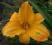 Hemerocallis Rainbow Gold, liliowiec