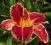 Hemerocallis Startle, liliowiec
